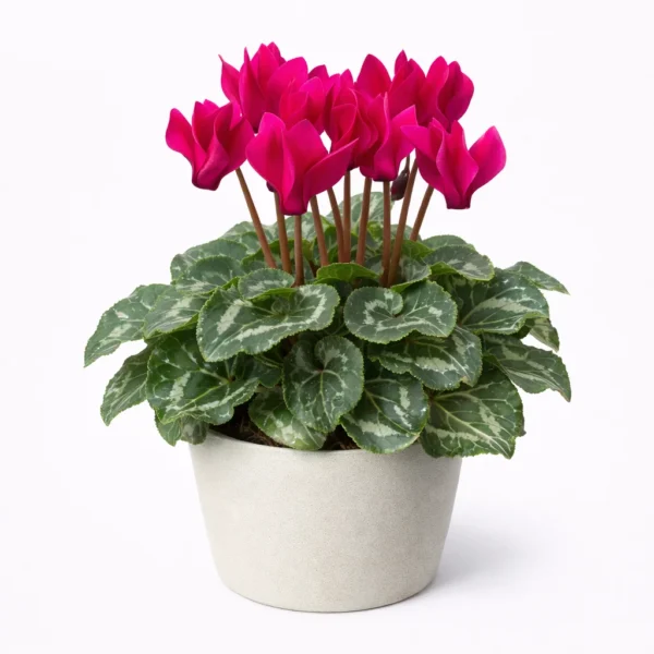 Florist Cyclamen (Cyclamen persicum) plant