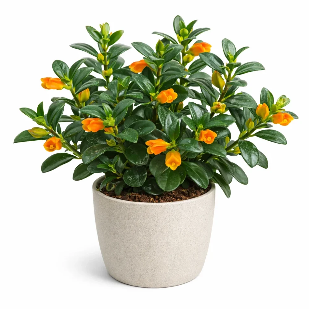 Goldfish Plant plant