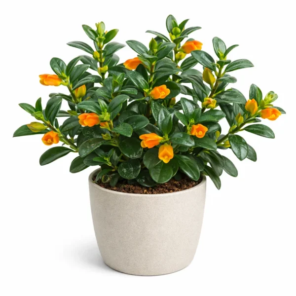 Goldfish Plant (Nematanthus wettsteinii) plant