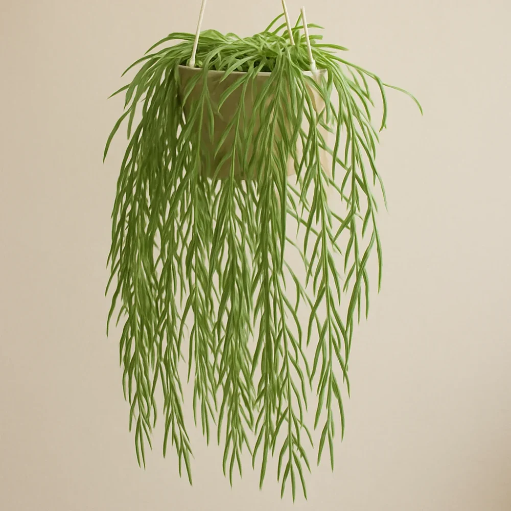 Hoya Linearis plant