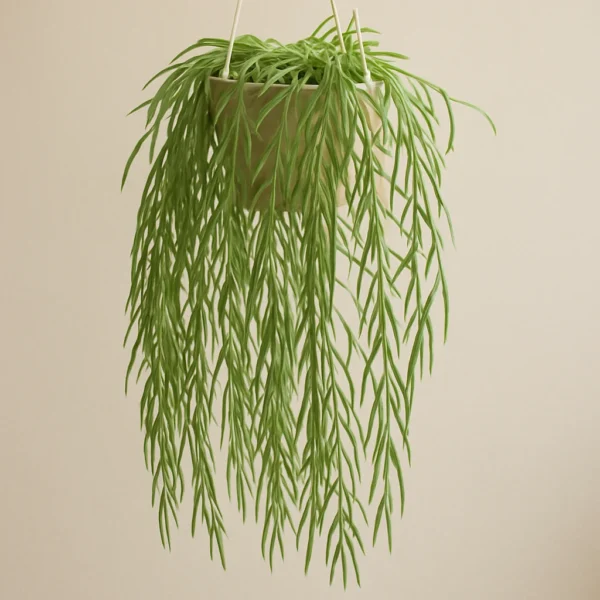 Hoya linearis plant