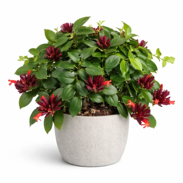 Lipstick Plant (Aeschynanthus Radicans)