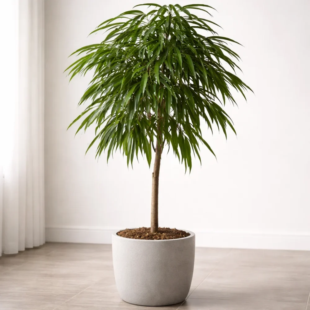 Long Leaf Fig (Ficus Alii) plant