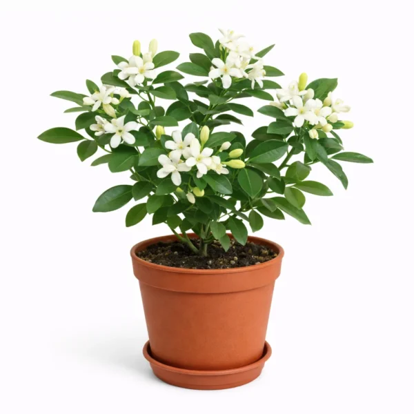 Orange Jessamine (Murraya paniculata) plant