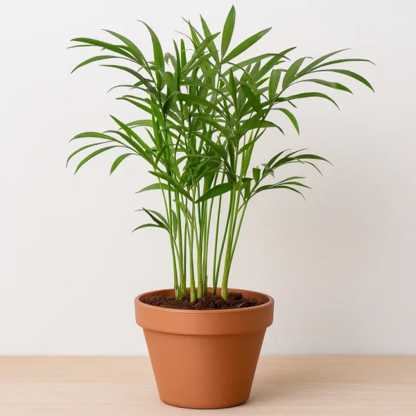Parlor Palm (small) plant