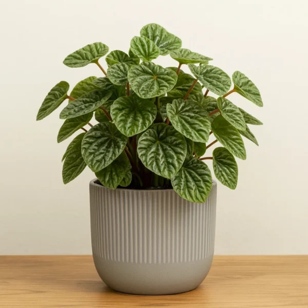 Peperomia caperata (Emerald Ripple Peperomia) plant
