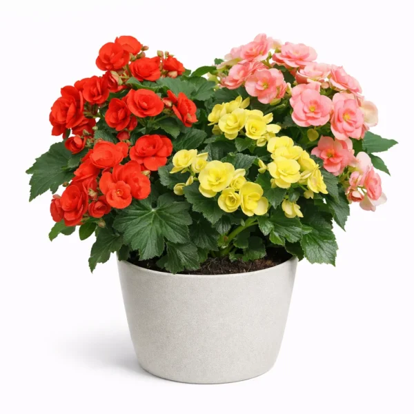 Rieger Begonia (Begonia × hiemalis) plant