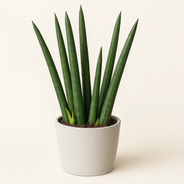 Sansevieria cylindrica (Dracaena angolensis) plant