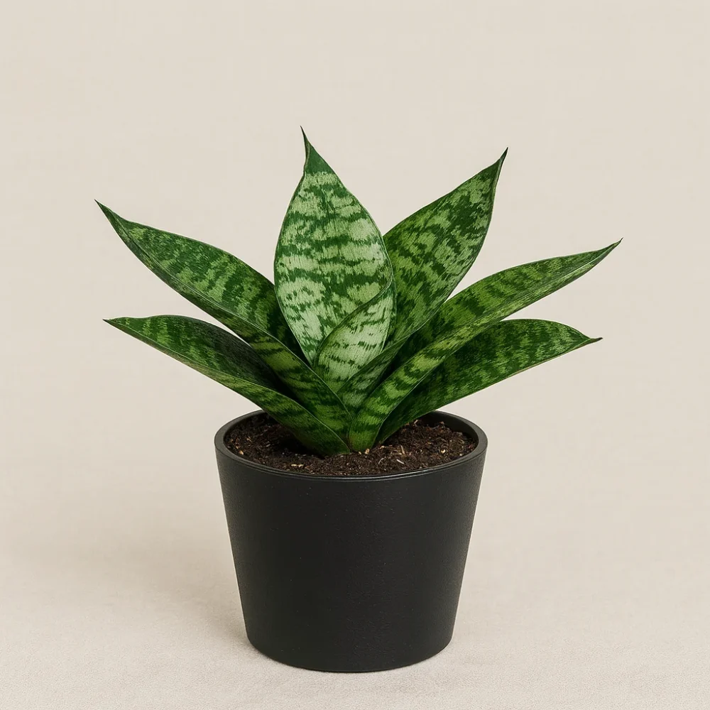 Snake Plant ‘Hahnii’ plant