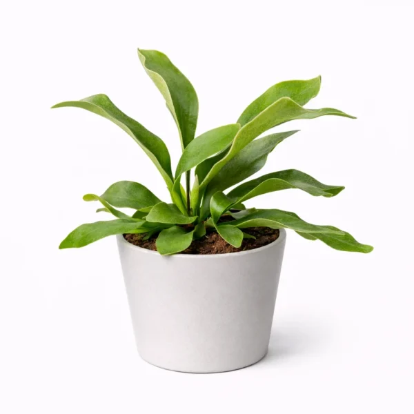 Staghorn Fern (Platycerium bifurcatum) plant