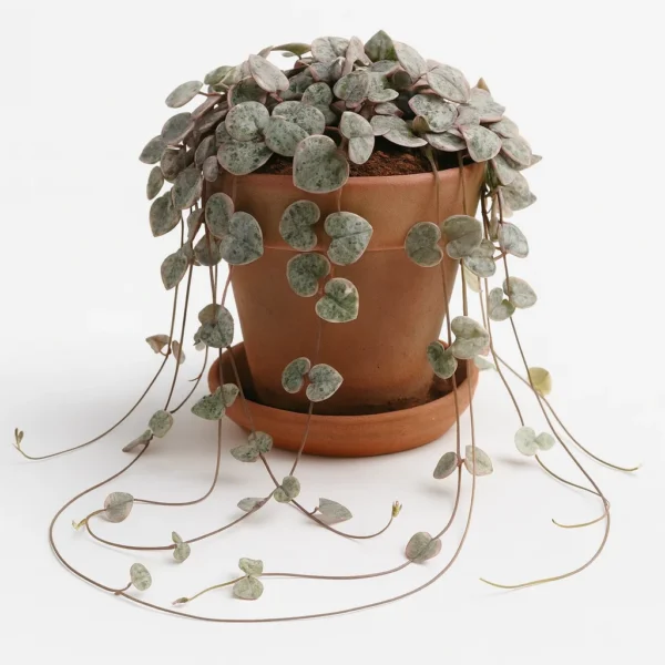 string of hearts (ceropegia woodii) plant