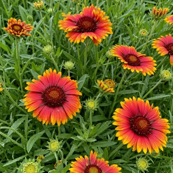 Blanket Flower plant