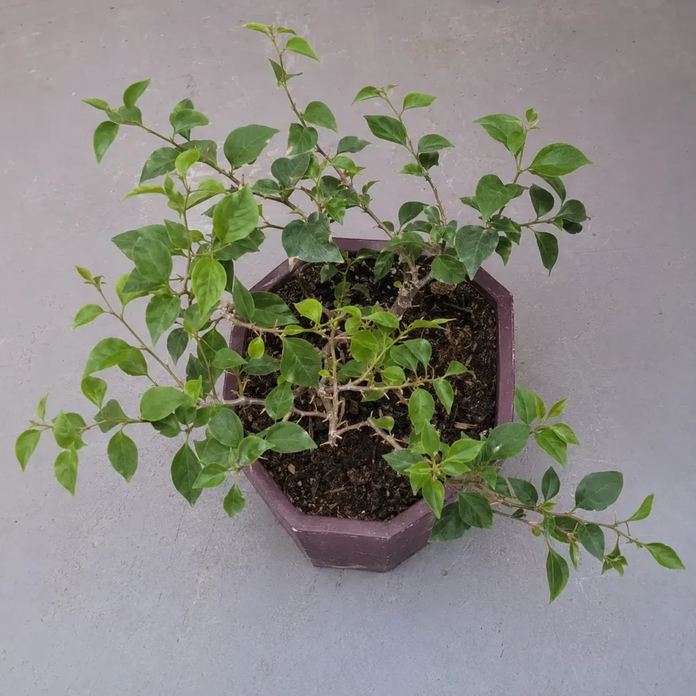 Bougainvillea not flowering (lots of leaves, no blooms): causes and fixes that actually work
