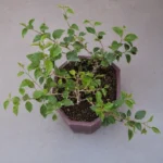 Bougainvillea not flowering (lots of leaves, no blooms): causes and fixes that actually work