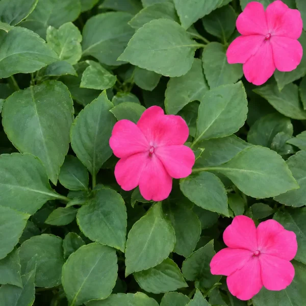 Busy Lizzie plant