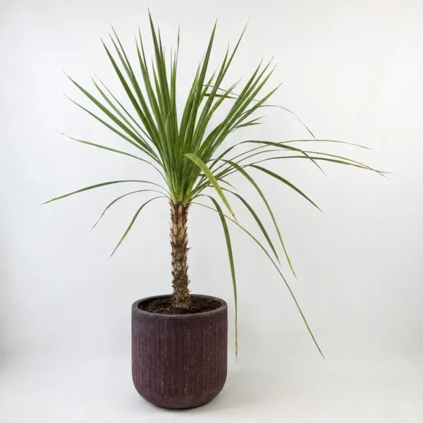 Cabbage Tree plant
