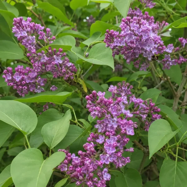 Common Lilac plant