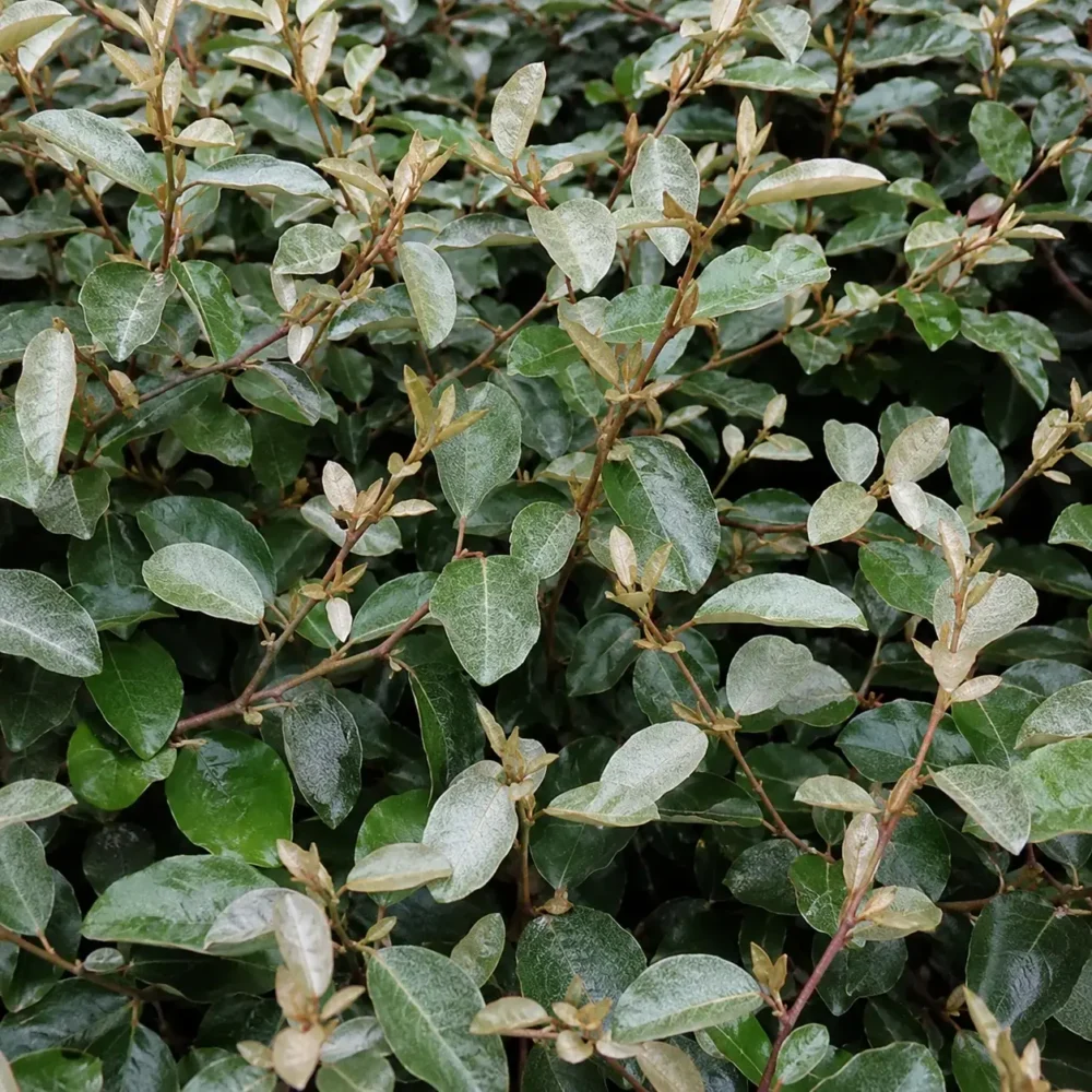 Ebbing’s Silverberry plant