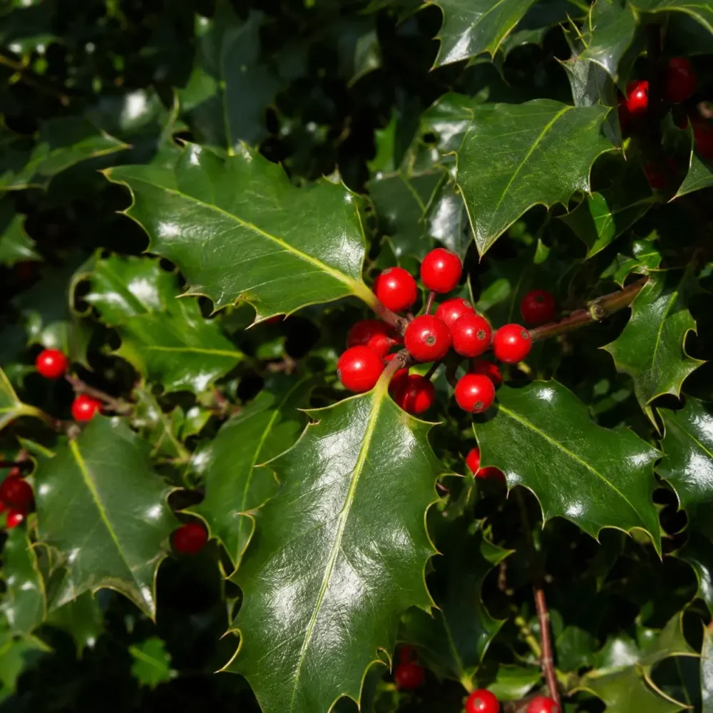 English Holly plant