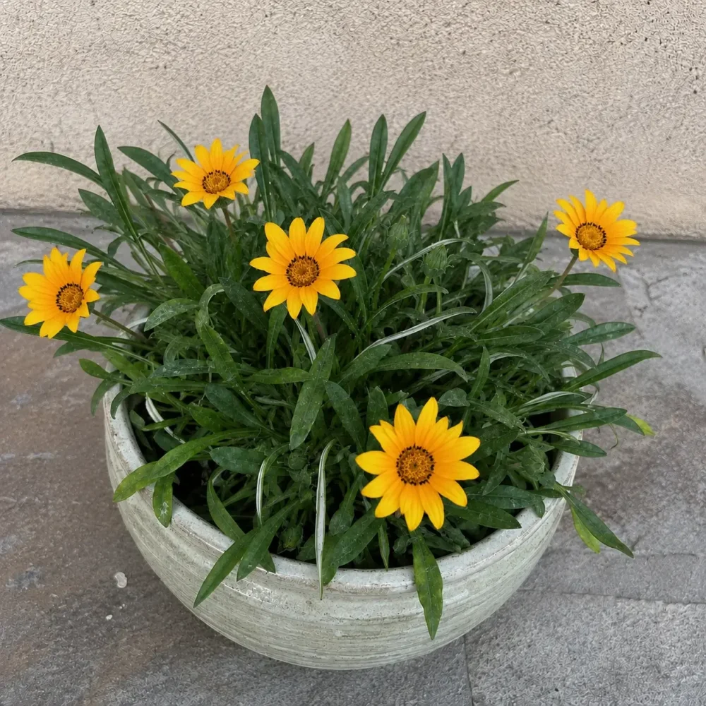 Gazania plant