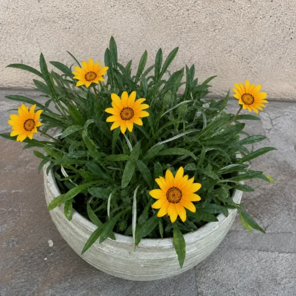 Gazania plant