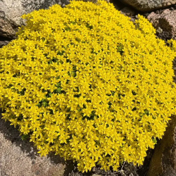 Gold Moss plant