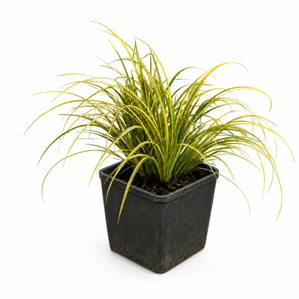 Golden Variegated Sweet Flag plant