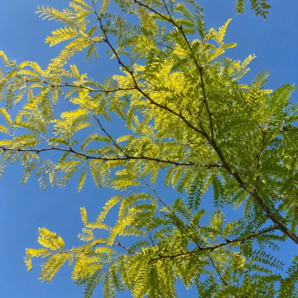 Honey Locust 'Sunburst' plant