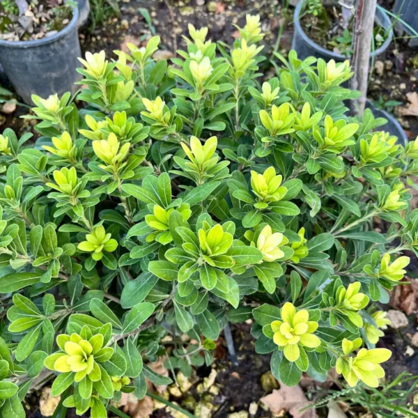 Japanese Mock Orange plant