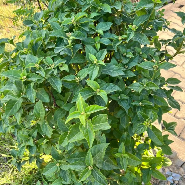 Laurustinus plant