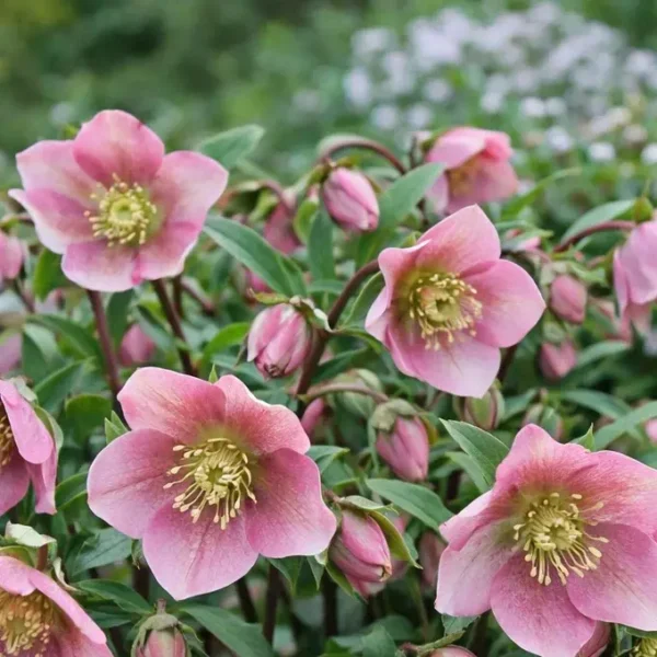 Lenten Rose plant