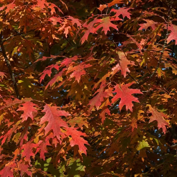 Northern Red Oak plant