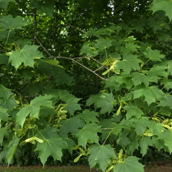 Norway Maple plant
