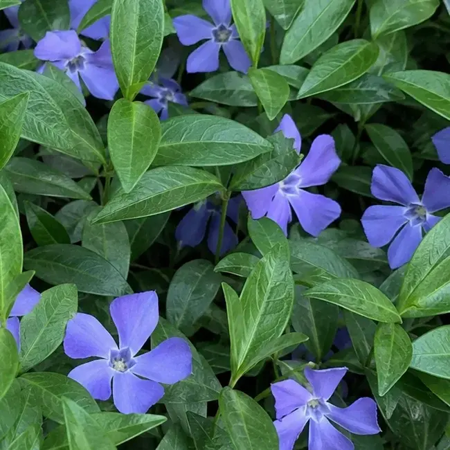 Periwinkle plant