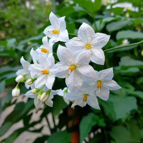 Potato Vine plant