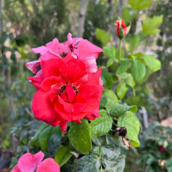 Rose plant