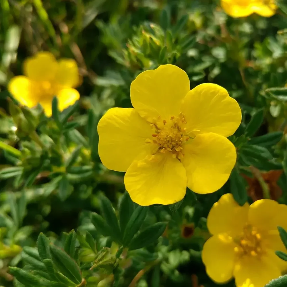 Shrubby Cinquefoil plant