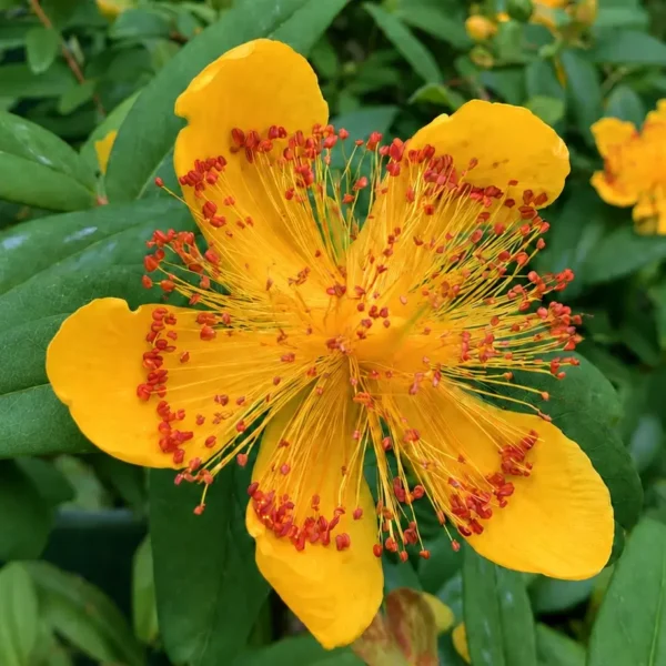 St. John's Wort plant