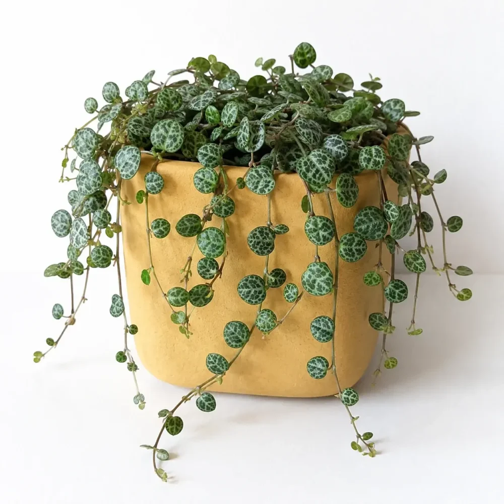 String of Turtles plant