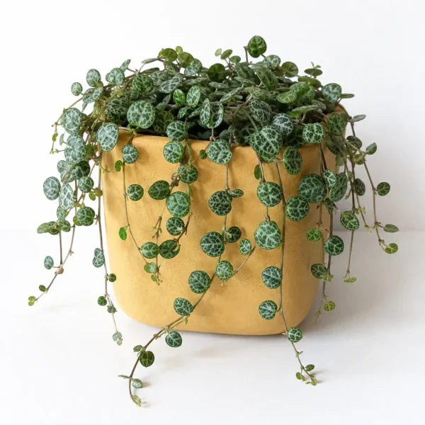 String of Turtles plant