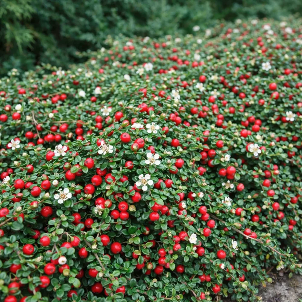 Bearberry Cotoneaster plant