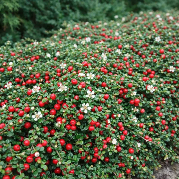 Bearberry Cotoneaster (Cotoneaster dammeri) plant