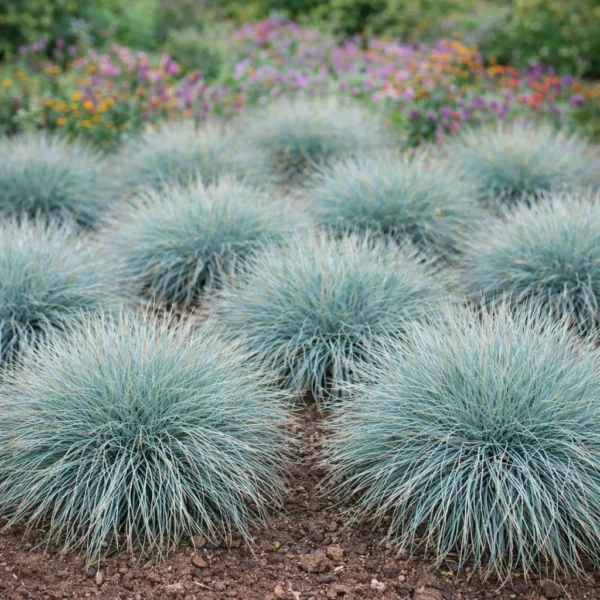 Blue Fescue (Festuca glauca) plant
