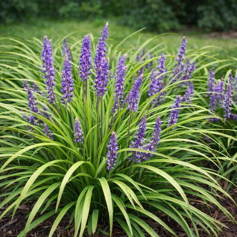 Blue Lily Turf plant