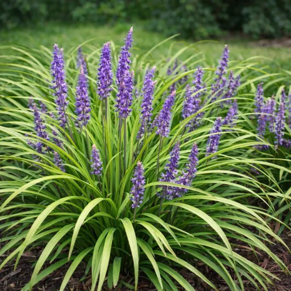 Blue Lily Turf (Liriope muscari) plant
