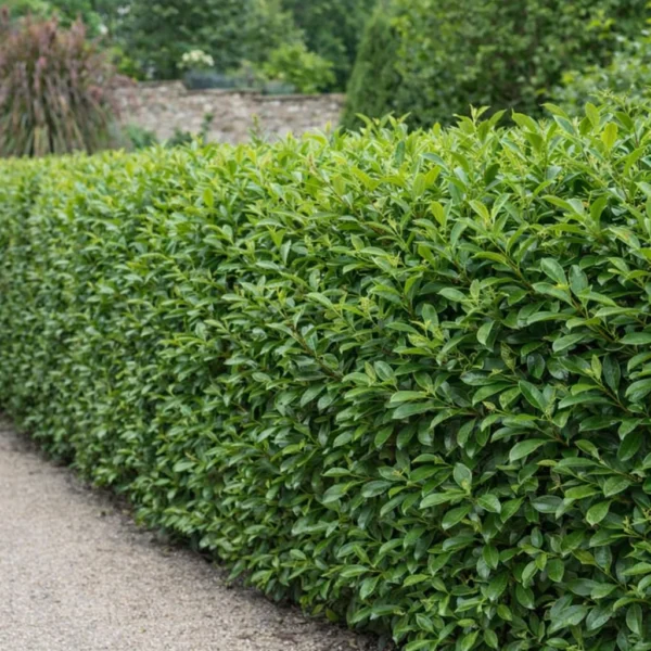 Cherry Laurel (Prunus laurocerasus) plant