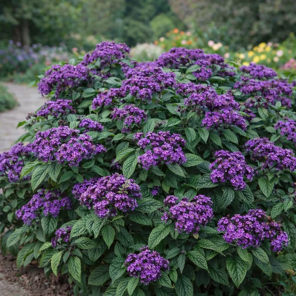 Cherry Pie plant