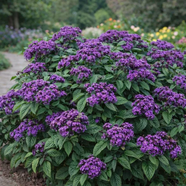 Cherry Pie (Heliotropium arborescens) plant