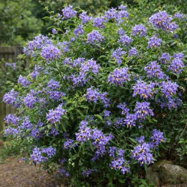 Chilean Potato Bush (Solanum crispum 'Glasnevin') plant