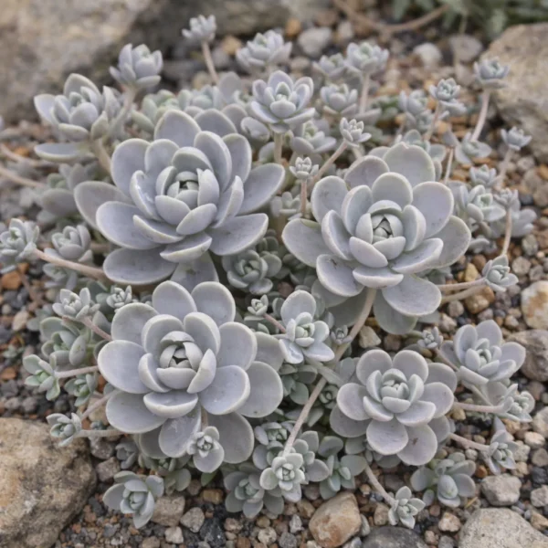 Chinese Dunce Cap (Orostachys Iwarenge) plant